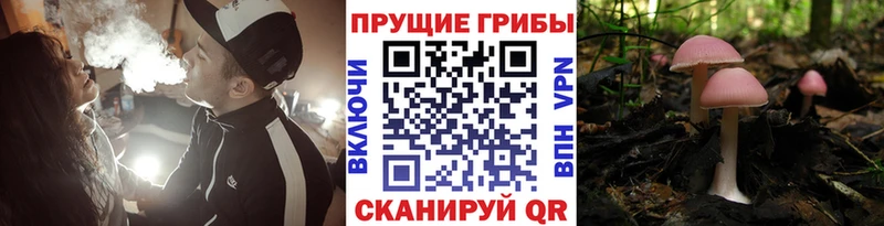 Галлюциногенные грибы прущие грибы  Купить  Талица 